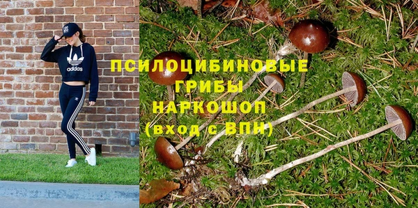 PSILOCYBIN Бородино