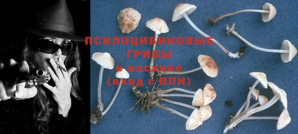 PSILOCYBIN Бородино